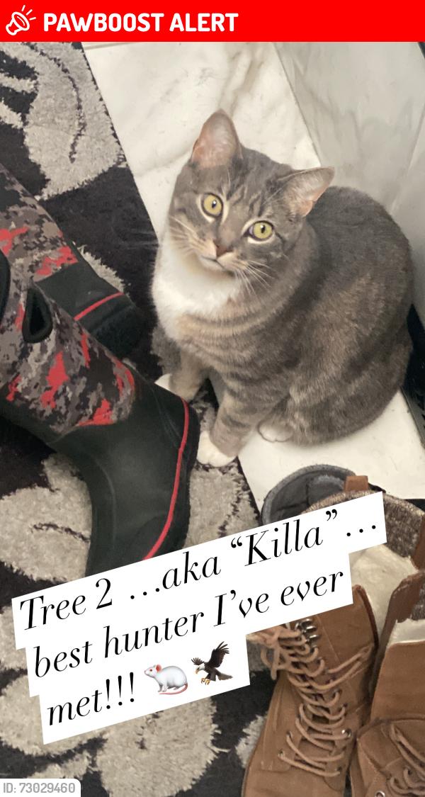 Lost Male Cat last seen Georgian Way , Sherwood Park, AB T8A