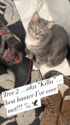 Lost Male Cat last seen Georgian Way , Sherwood Park, AB T8A