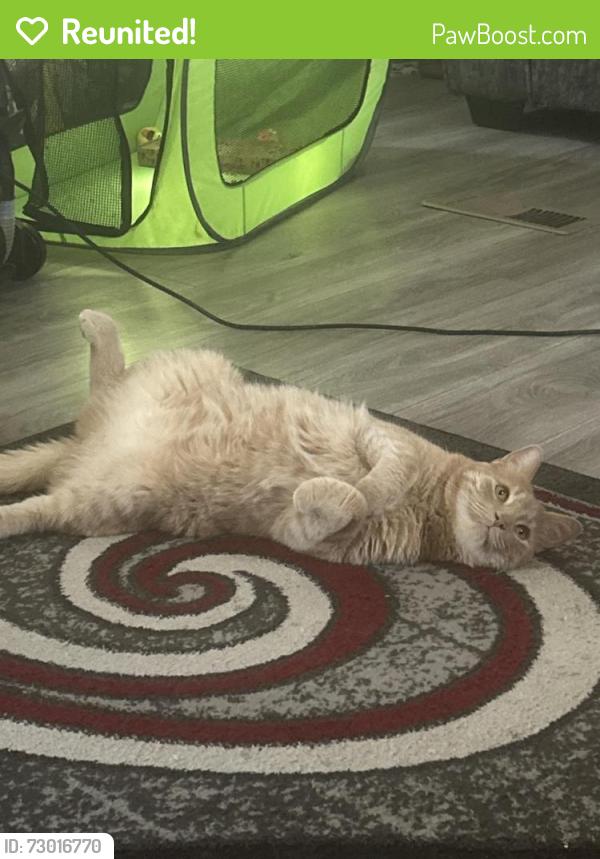 Reunited Male Cat last seen Off of 36th street in South Omaha , Omaha, NE 68107