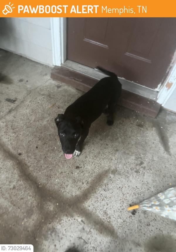 Found/Stray Male Dog last seen Twinkletown, Memphis, TN 38116