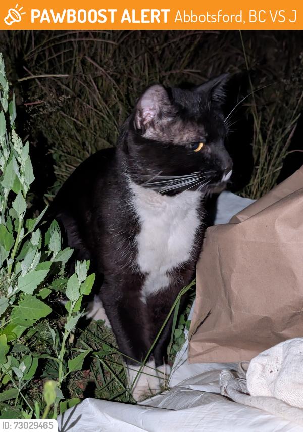 Found/Stray Male Cat last seen Hangs out near Gladwin and Marshall, Abbotsford, BC V2S 1J6