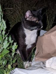 Found/Stray Male Cat last seen Hangs out near Gladwin and Marshall, Abbotsford, BC V2S 1J6