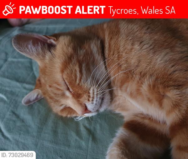 Lost Male Cat last seen Tycroes Road, Heol brown, Tycroes, Wales SA18