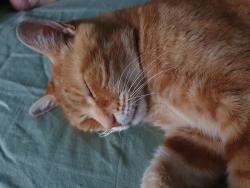 Lost Male Cat last seen Tycroes Road, Heol brown, Tycroes, Wales SA18