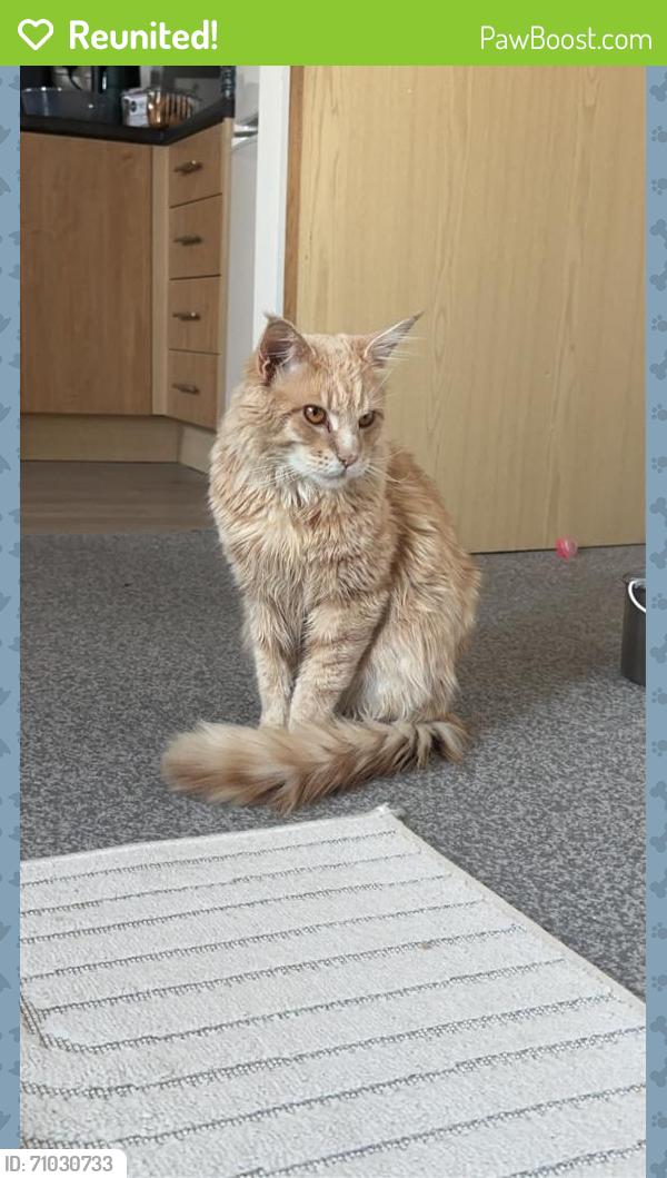 Reunited Male Cat last seen Lea park , Bloxwich, England WS3