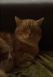 Lost Male Cat last seen Chestnut Ave, Cumbernauld, Scotland G67