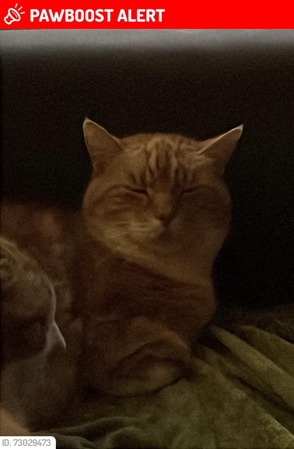 Lost Male Cat last seen Chestnut Ave, Cumbernauld, Scotland G67