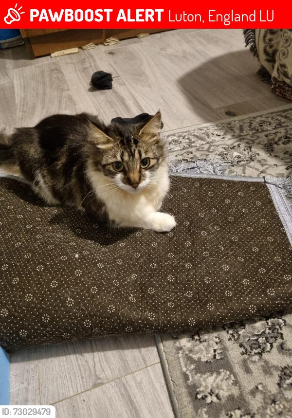 Lost Female Cat last seen Lewsy farm Luton , Luton, England LU4