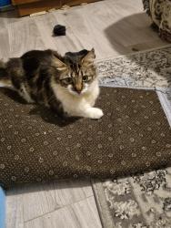 Lost Female Cat last seen Lewsy farm Luton , Luton, England LU4