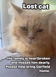 Lost Male Cat last seen Near and 83, Spanaway, WA 98387
