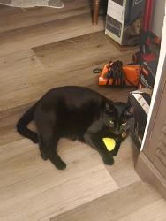 Reunited Male Cat last seen Near Wells Ave N, Renton, WA 98057