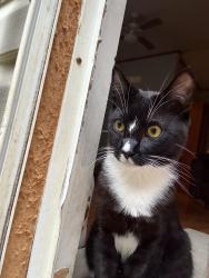 Lost Male Cat last seen Last seen at Truist Bank, Henderson, NC 27536