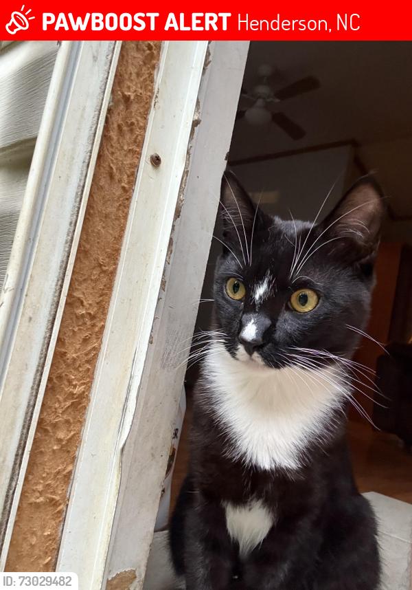 Lost Male Cat last seen Last seen at Truist Bank, Henderson, NC 27536