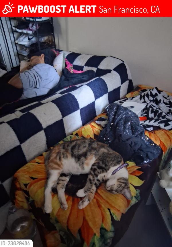 Lost Female Cat last seen Polk and Broadway, San Francisco, CA 94109