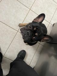 Reunited Male Dog last seen Hialeah, Hialeah, FL 33010