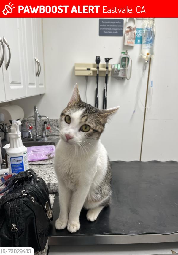 Lost Male Cat last seen Chandler St & Hall Ave, Eastvale, CA 92880