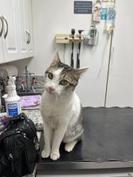 Lost Male Cat last seen Chandler St & Hall Ave, Eastvale, CA 92880