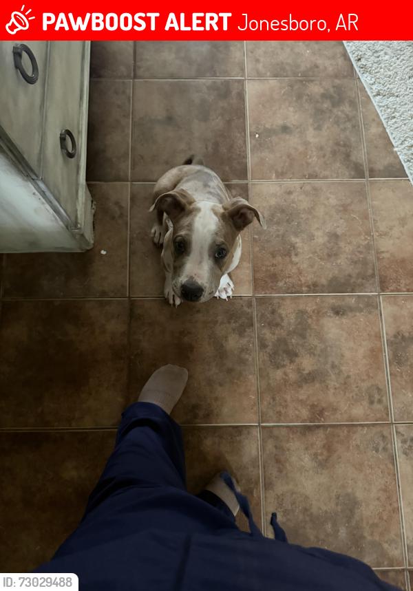 Lost Male Dog last seen machester drive jonesboro, Jonesboro, AR 72401