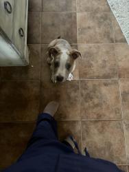 Lost Male Dog last seen machester drive jonesboro, Jonesboro, AR 72401