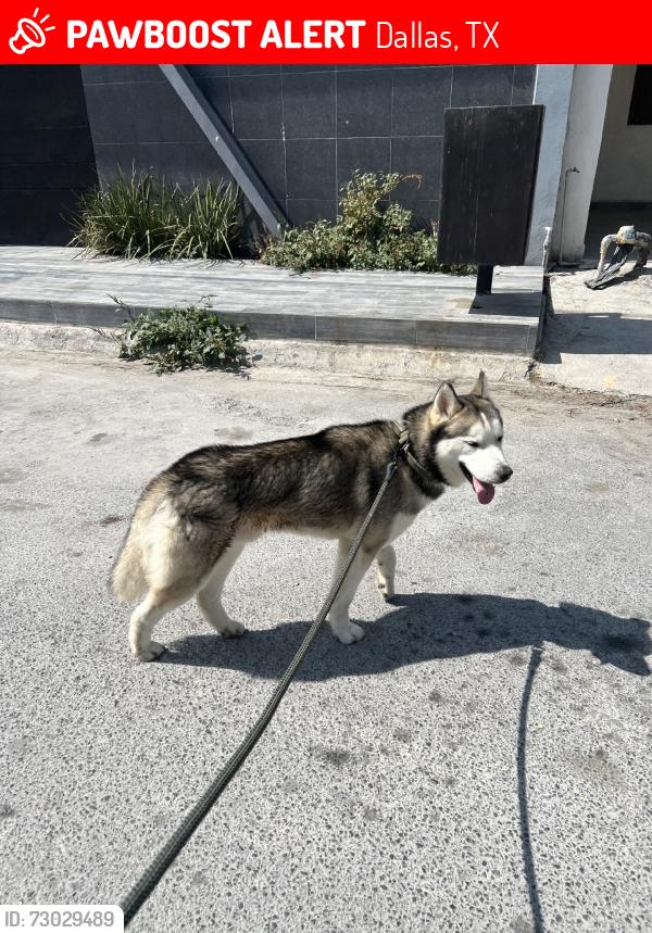 Lost Male Dog last seen Lindsley, Dallas, TX 75223