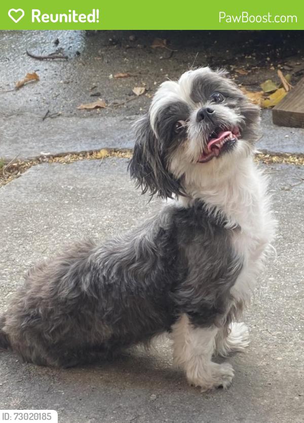 Reunited Female Dog last seen Boynton beach , Boynton Beach, FL 33463