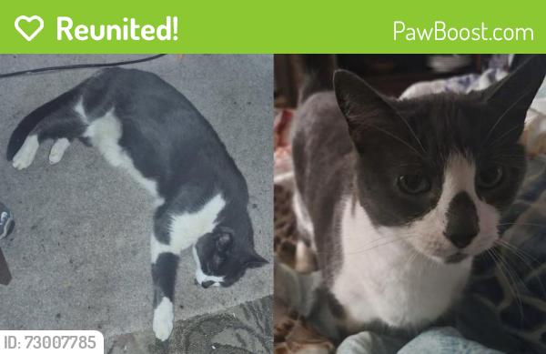 Reunited Male Cat last seen Kraft Elementary School, Hampton, VA 23666
