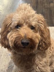 Reunited Male Dog last seen Near Wanderwood Way , Sandy, UT 84092