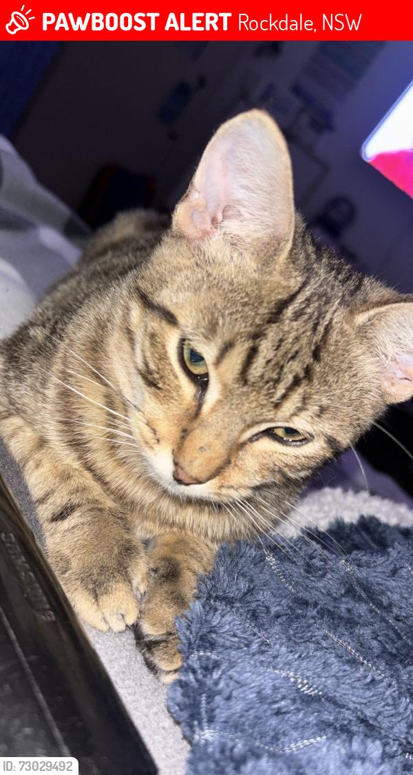 Lost Male Cat last seen Aboukir Street, Rockdale, Rockdale, NSW 2216