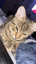 Lost Male Cat last seen Aboukir Street, Rockdale, Rockdale, NSW 2216