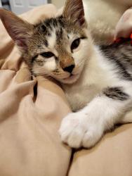 Lost Female Cat last seen Blackstone Security Services, Inc., Denver, CO 80237