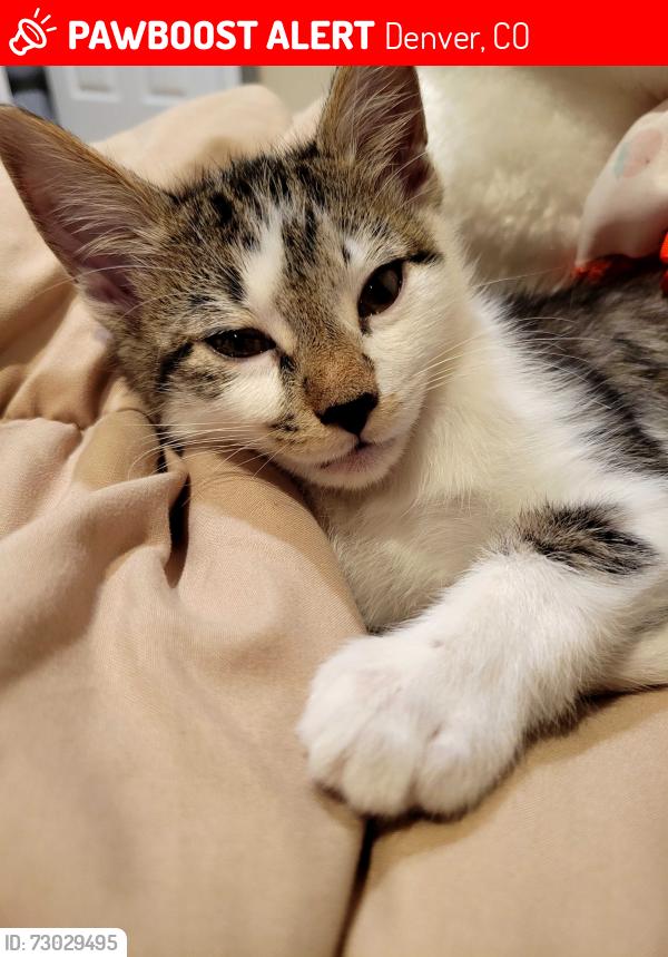 Lost Female Cat last seen Blackstone Security Services, Inc., Denver, CO 80237