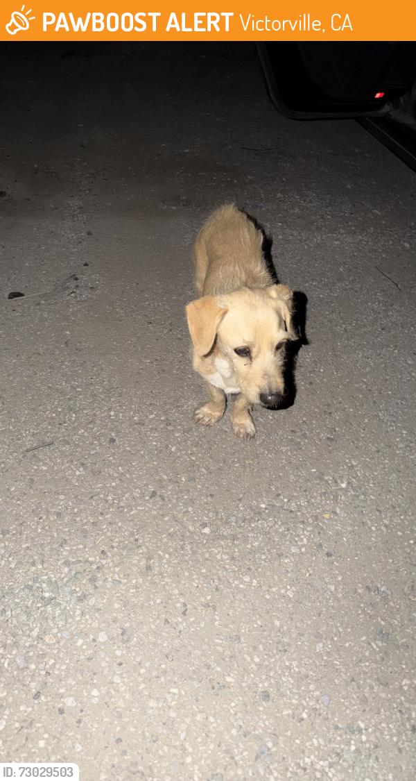 Found/Stray Male Dog last seen Bonanza and del gado rd, Victorville, CA 92392