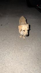 Found/Stray Male Dog last seen Bonanza and del gado rd, Victorville, CA 92392
