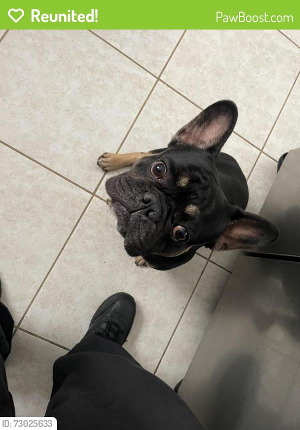 Reunited Male Dog last seen Hialeah, Hialeah, FL 33010