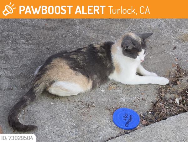 Found/Stray Female Cat last seen Colorado Ave. By Joe Debely Stadium at Turlock High, Turlock, CA 95380