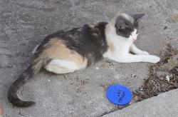 Found/Stray Female Cat last seen Colorado Ave. By Joe Debely Stadium at Turlock High, Turlock, CA 95380