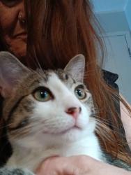 Lost Male Cat last seen La Ciengene and Melrose, West Hollywood, CA 90069