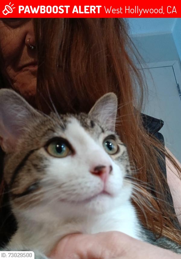 Lost Male Cat last seen La Ciengene and Melrose, West Hollywood, CA 90069