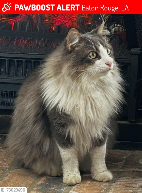 Lost Male Cat last seen Siegen & Quailridge , Baton Rouge, LA 70810