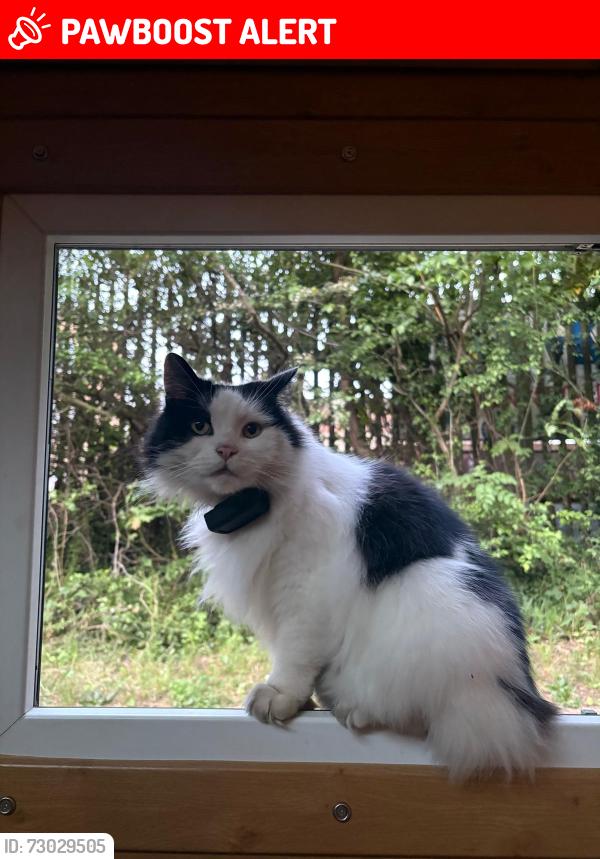 Lost Male Cat last seen willowtree footbridge, Greater London, England UB1 2DL