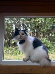 Lost Male Cat last seen willowtree footbridge, Greater London, England UB1 2DL