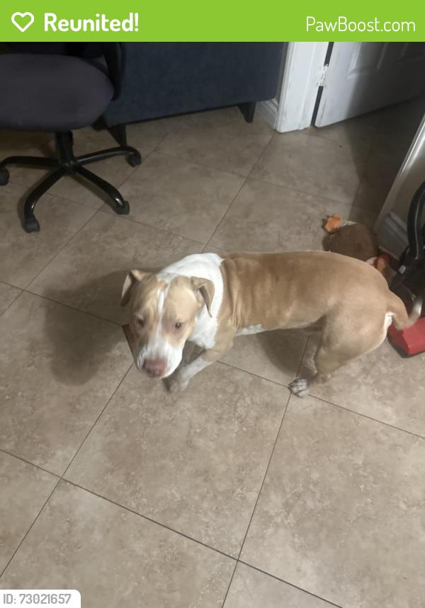Reunited Male Dog last seen Intersection of Calle prima and Clark , Moreno Valley, CA 92557