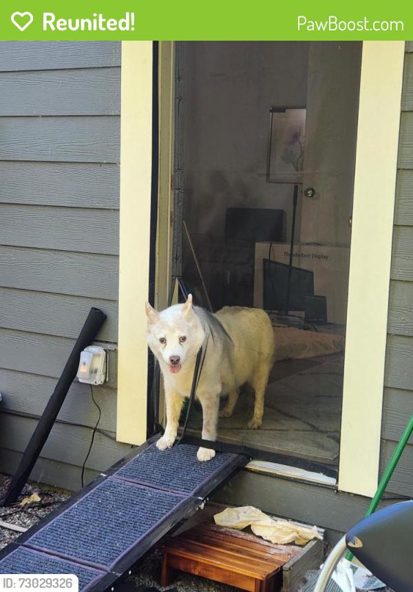 Reunited Male Dog last seen front yard, Portland, OR 97217