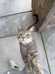 Lost Male Cat last seen Mariposa and ranchero , Oak Hills, CA 92344