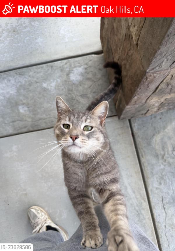 Lost Male Cat last seen Mariposa and ranchero , Oak Hills, CA 92344