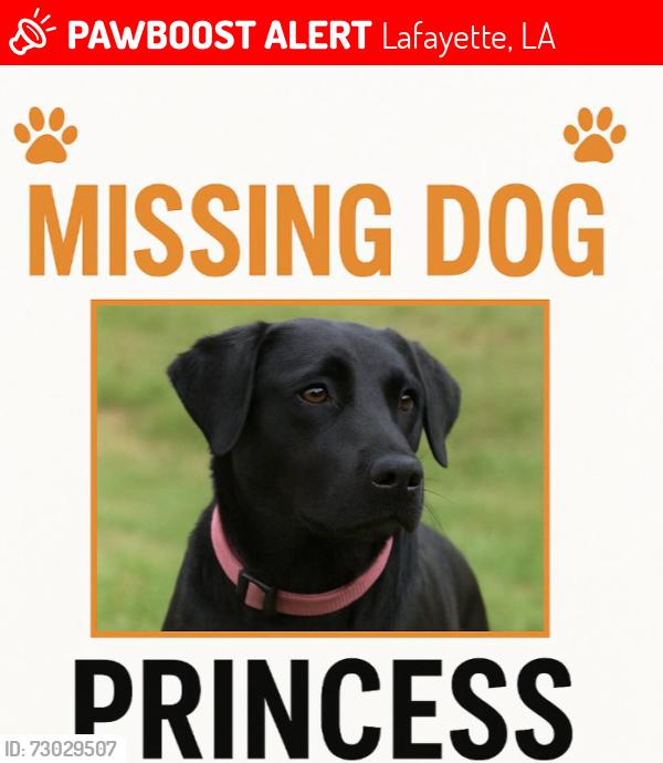 Lost Female Dog last seen N/A, Lafayette, LA 70501