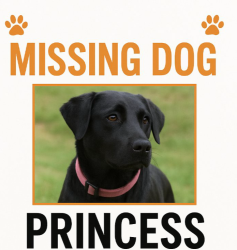 Lost Female Dog last seen N/A, Lafayette, LA 70501