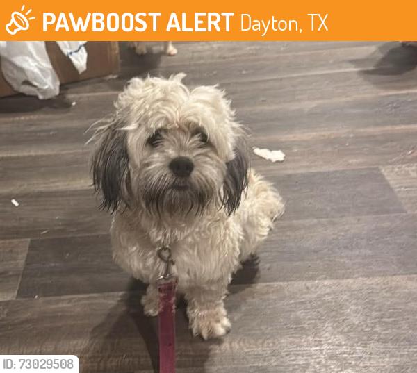 Found/Stray Female Dog last seen Ross, Dayton, TX 77535