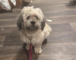 Found/Stray Female Dog last seen Ross, Dayton, TX 77535