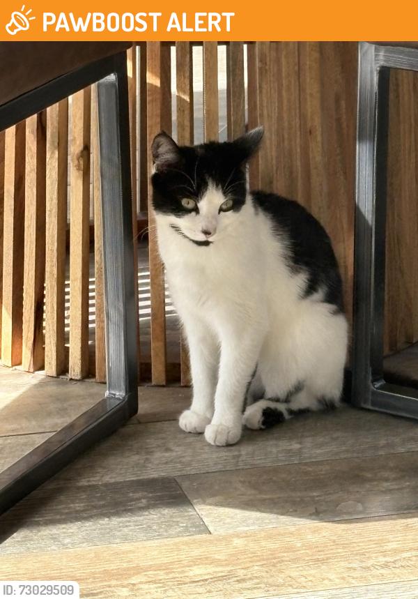 Found/Stray Unknown Cat last seen Near bishops castle way, Gloucestershire, England GL1 4DP